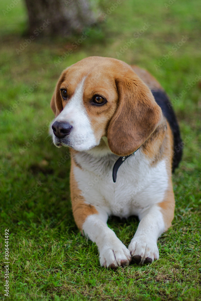 Portrait of a tricolor beagle.