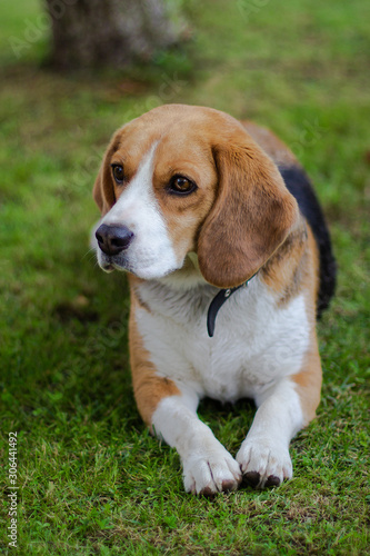 Portrait of a tricolor beagle.