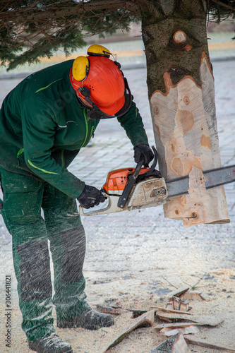 a craftsman saws off a fir tree with a chainsaw