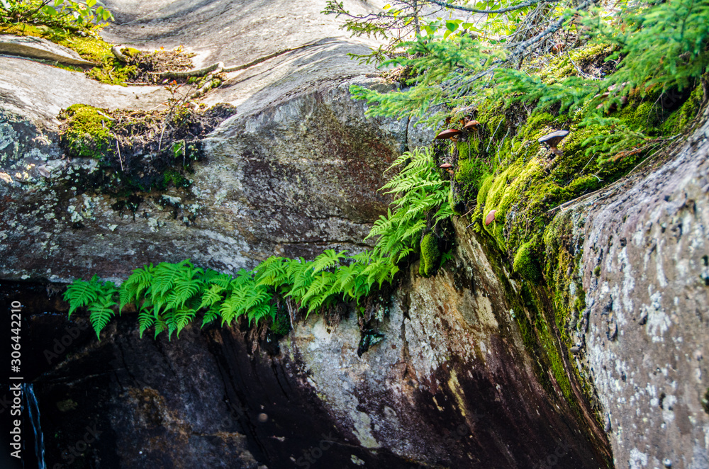 Fototapeta premium small ferns growing out of rock fissure