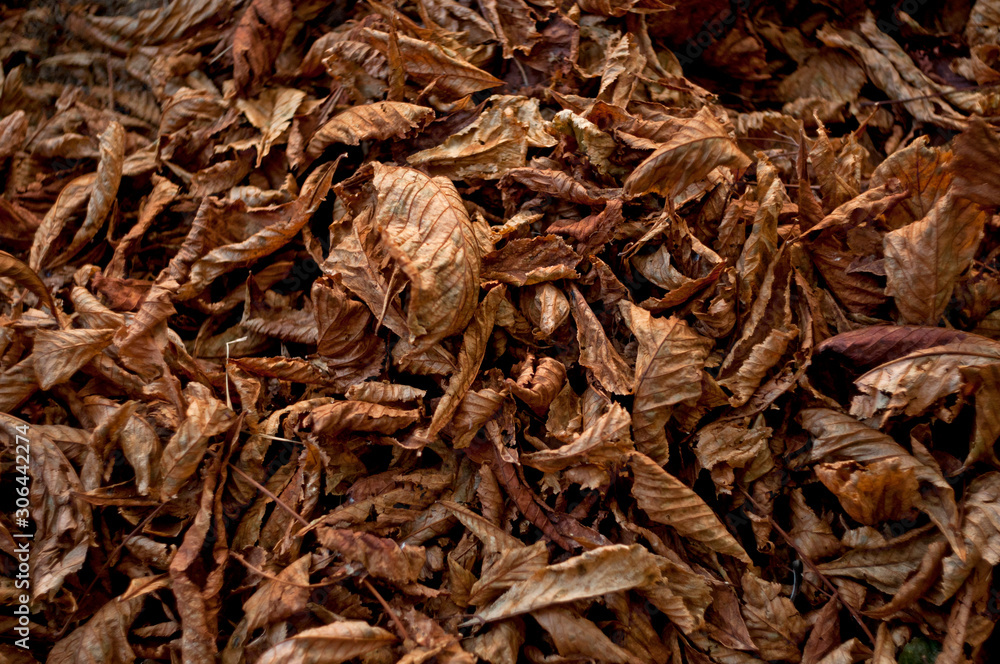 Fallen dried leaves texture. Autumn wallpaper. Fallen dried leaves texture. Autumn wallpaper.