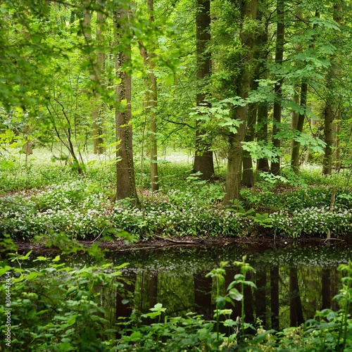 Canal in Stochemhoeve forest park in the Netherlands photo