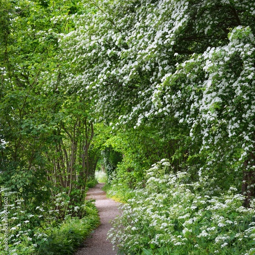 Walkway in Stochemhoeve forest park in the Netherlands photo