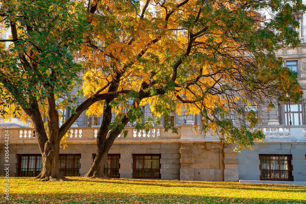 autumn landscape, tree with yellow leaves in Vienna city park.