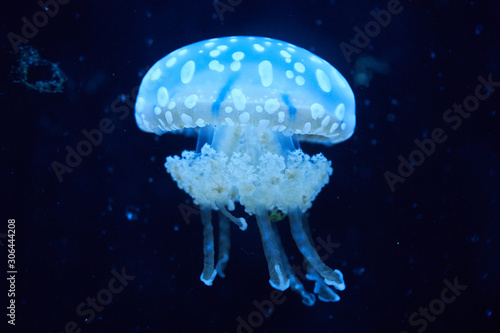 jellyfish in aquarium