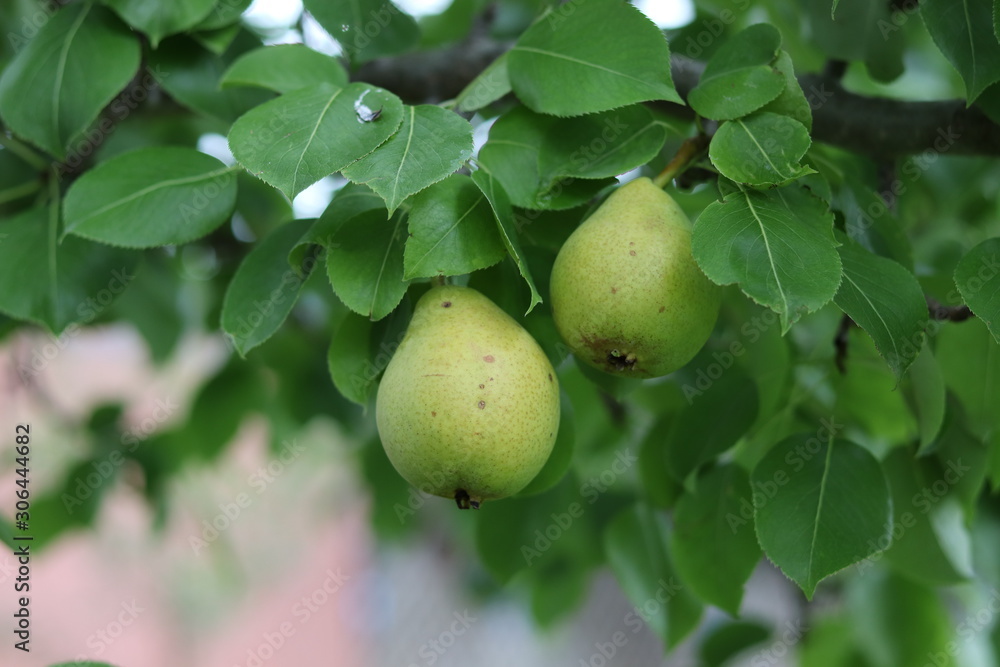 Pears Pears