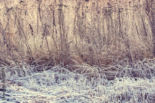 Dry and frozen plants on the meadow at sunny winter morning time.