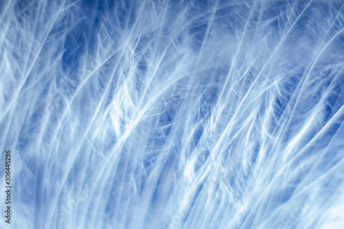 Macro photo. Feather on blue, blurred background. Beautiful soft texture of the pen.