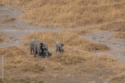 Elephants from an aerial view, Okavango Delta, Botswana, Africa