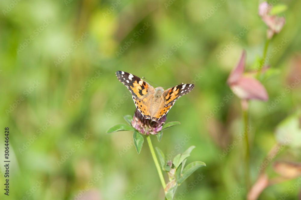 Distelfalter Schmetterling Flügel (Vanessa cardui) Distelfalter Schmetterling Flügel (Vanessa cardui)