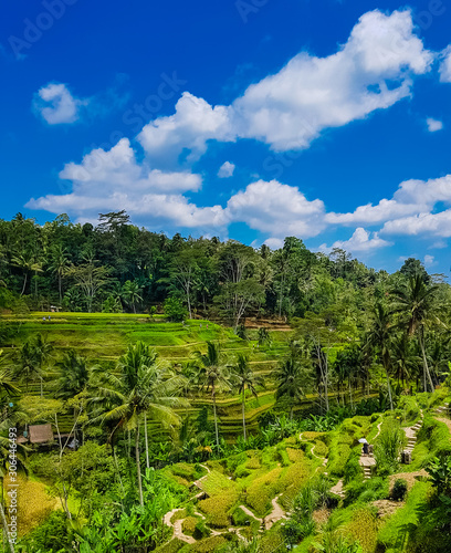 Tegallalang Rice Terraces fields in Ubud, Bali, Indonesia. Popular travel destination. 