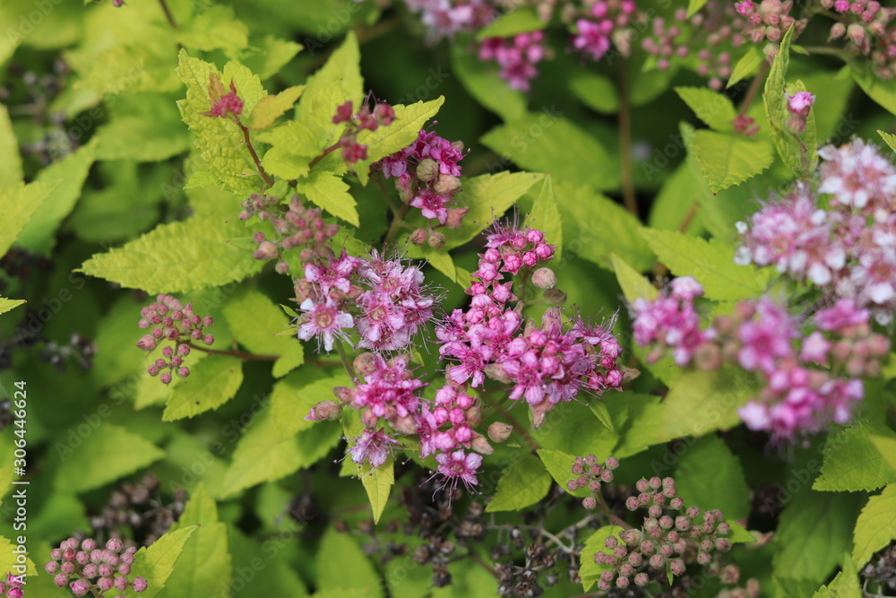 Lilac Flowers Lilac Flowers