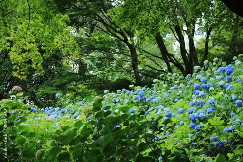 Fototapeta Naklejka Na Ścianę i Meble -  神戸市立森林植物園のアジサイ