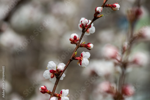 apricot flower spring nature close up macro awekening life day light