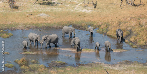 Elephants from an aerial view, Okavango Delta, Botswana, Africa