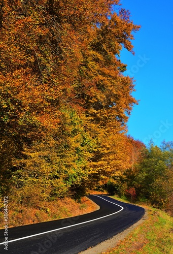 a road near the yellowed forest