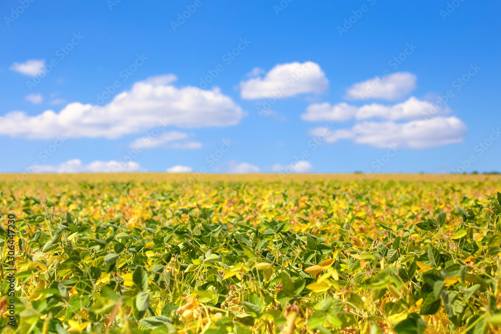 Field with ripened soy. Glycine max, soybean, soya bean sprout growing soybeans. Yellow leaves and soy beans on soybean cultivated field. Autumn harvest. Agricultural soy plantation background.