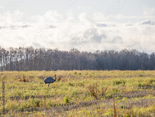 many Nandus stand on a pasture and look for fodder photo