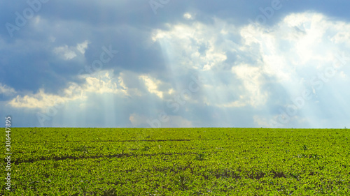 A field of young soybeans against a stormy sky with rays of the sun. landscape with green soybean growing on a cultivated field before the rain. Good harvests of meat substitute for vegetarians.