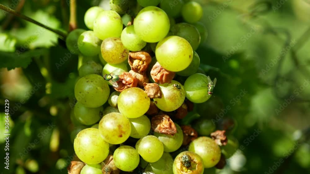 Ripe grapes and ripeness in viticulture, white wine and common green bottle fly Lucilia sericata blowfly or blow flies insect. Overripe fruits with green and blue flies, agriculture and harvest fruit Ripe grapes and ripeness in viticulture, white wine and common green bottle fly Lucilia sericata blowfly or blow flies insect. Overripe fruits with green and blue flies, agriculture and harvest fruit