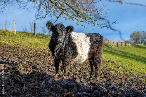 small black and white Galloway calves stand on a pasture and eat hay photo