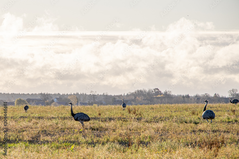 many Nandus stand on a pasture and look for fodder many Nandus stand on a pasture and look for fodder