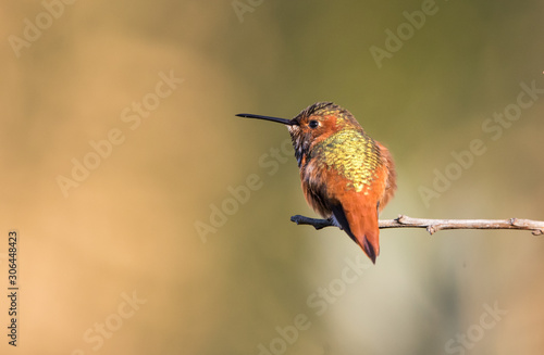 Allen's hummingbird on perch