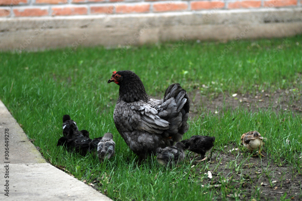 Obraz premium Chicken with chickens walking in the yard.