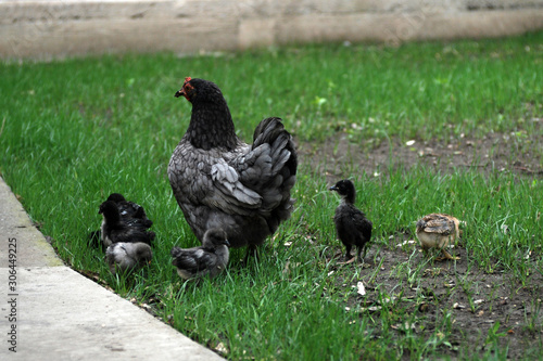 Chicken with chickens walking in the yard. © Robert