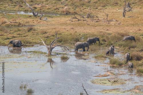 Photography Elephants from an aerial view, Okavango Delta, Botswana, Africa