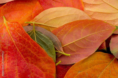 Autumn leaves © andreymuravin