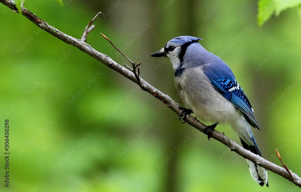 DescriptionThe blue jay is a bird in the family Corvidae, native to North America. It resides through most of eastern and central United States, although western populations may be migratory. DescriptionThe blue jay is a bird in the family Corvidae, native to North America. It resides through most of eastern and central United States, although western populations may be migratory.