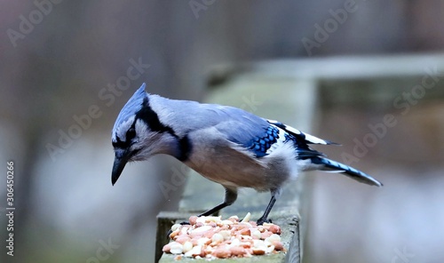 DescriptionThe blue jay is a bird in the family Corvidae, native to North America. It resides through most of eastern and central United States, although western populations may be migratory. photo