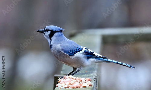 DescriptionThe blue jay is a bird in the family Corvidae, native to North America. It resides through most of eastern and central United States, although western populations may be migratory. photo