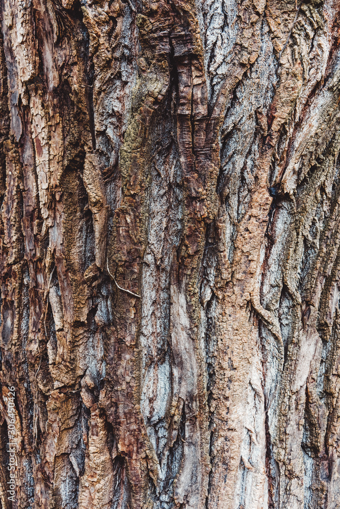 Tree Bark close up Tree Bark close up