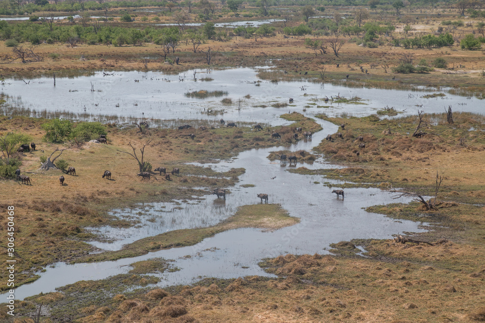 African buffalo from a helicopter, Okavango Delta, Botswana, Africa