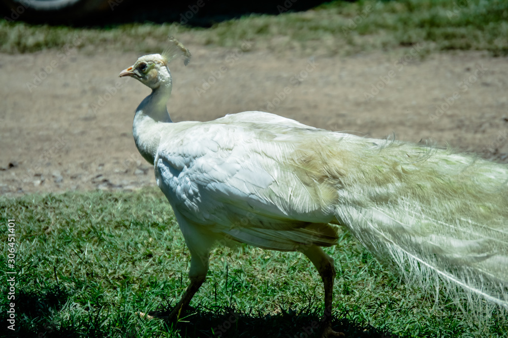 Naklejka premium Pavão Branco