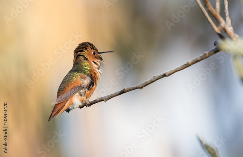 Allen's male hummingbird