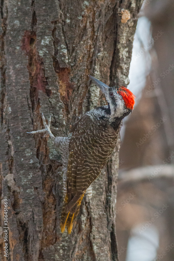 Golden tailed woodpecker on a tree, Botswana, Africa Stock Photo