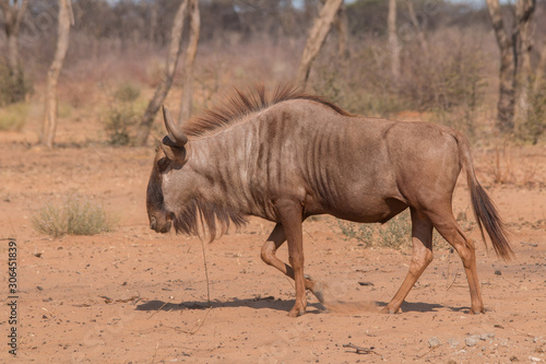 Blue wildebeest at the rim of the kalahari  Namibia  Africa