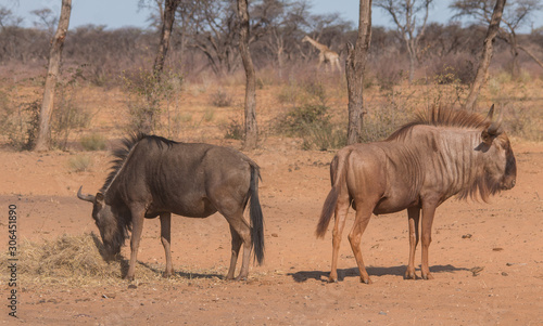 Blue wildebeest at the rim of the kalahari  Namibia  Africa