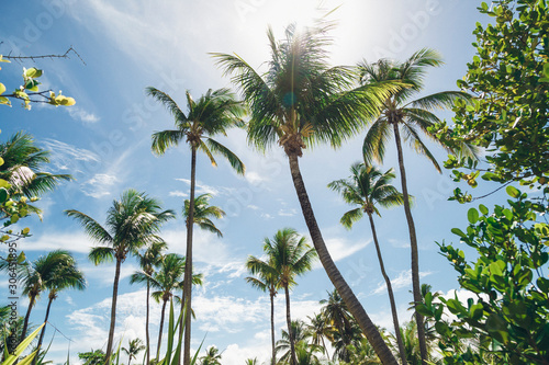Wallpaper Mural palm trees on beach Torontodigital.ca