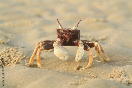 crab on the beach