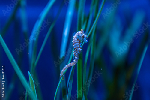 Dwarf Seahorse