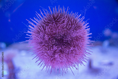 Photography Purple Sea Urchin