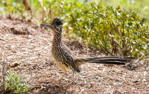 Roadrunner bird hunting insects © Jen