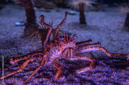 Spiny Spider Crab