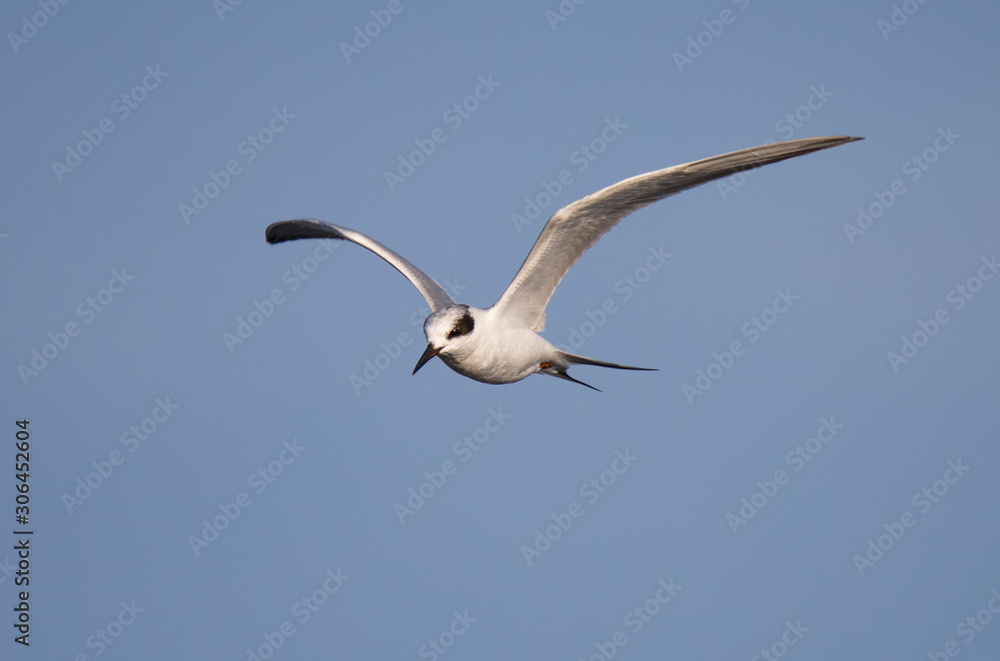 Obraz premium arctic tern in flight