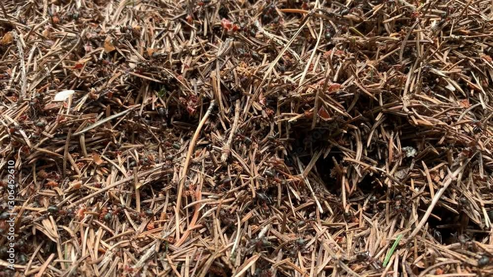 An ant colony close up, Formica rufa, also known as the red wood, southern wood or horse ant running in an ant hill in forest An ant colony close up, Formica rufa, also known as the red wood, southern wood or horse ant running in an ant hill in forest