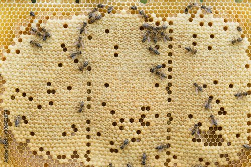 Bees work on a wax cell with larvae.  honeycomb with small larvae of bees. Apis mellifera worker are in honey bee colony they foraging food for bee larva. Hardworking Bees on Honeycomb in Apiary